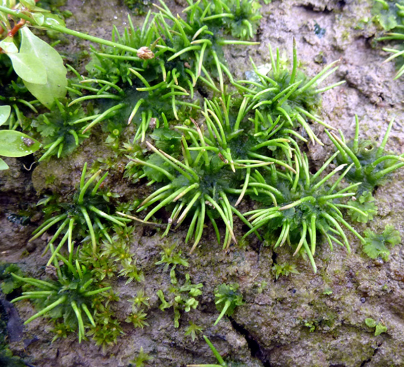 Anthoceros macounii, Riccia huebeneriana et Physcomitrium immersum